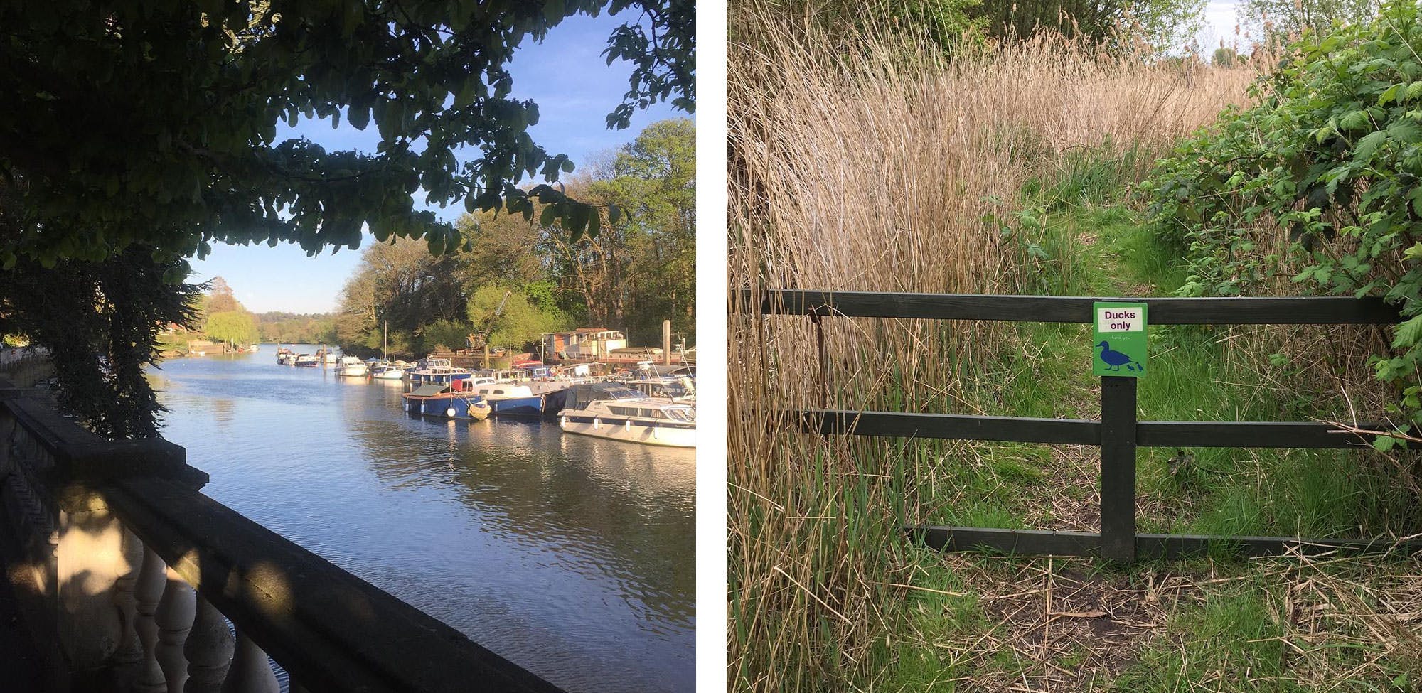 eel pie island nature lover london explore garden lake